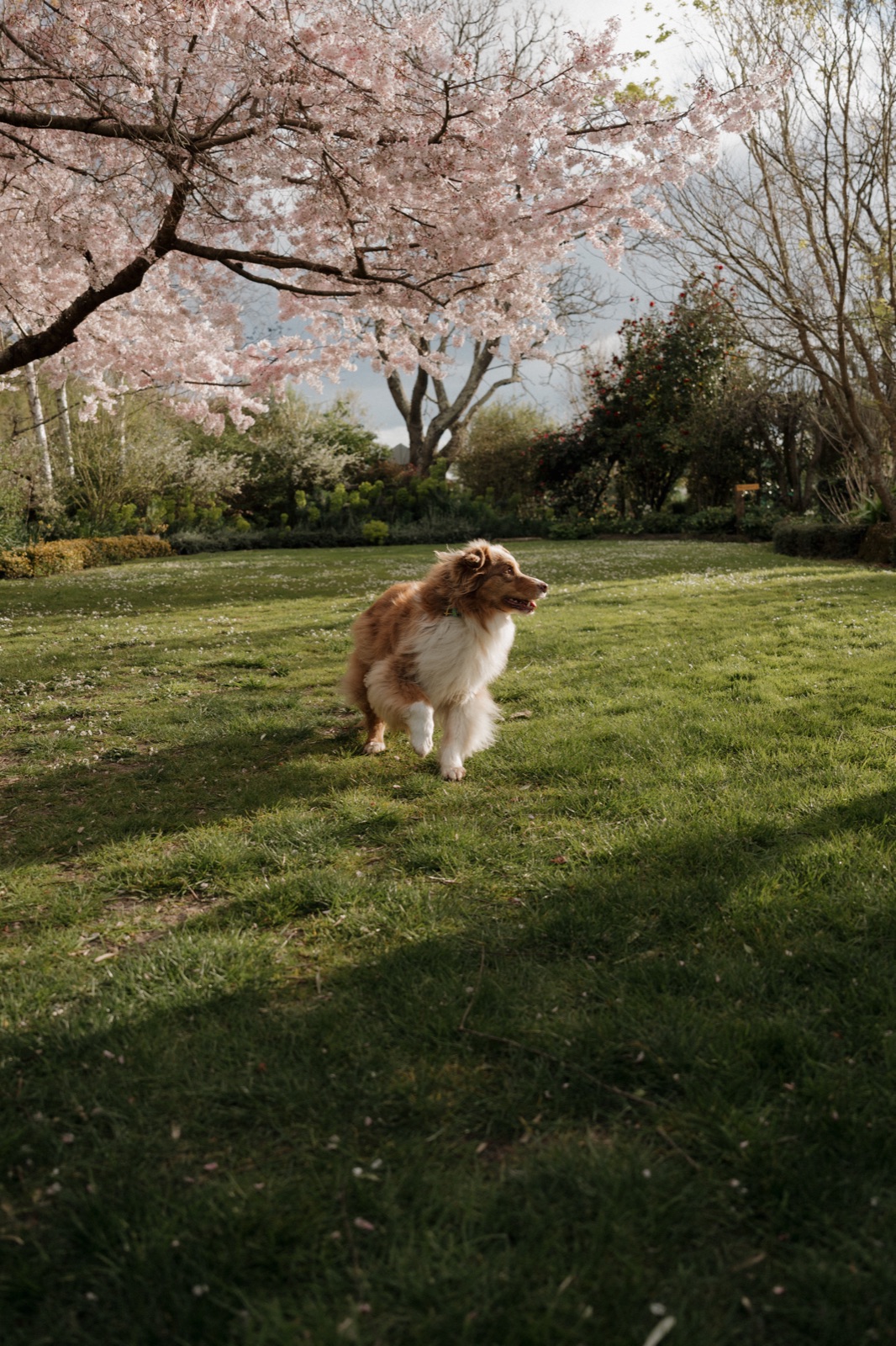 The family dog trotting across the lawn under a cherry tree