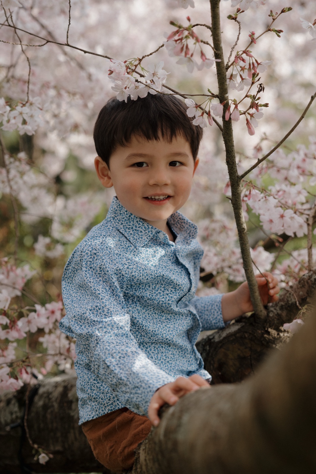 A young boy smiling among cherry blossom branches